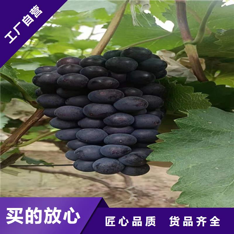 葡萄蓝莓苗质量层层把关