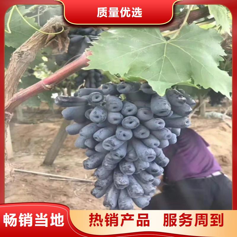 【葡萄,草莓苗敢与同行比价格】