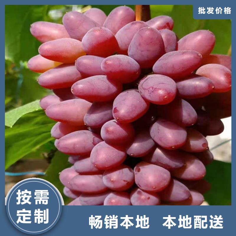 葡萄蓝莓苗质量层层把关