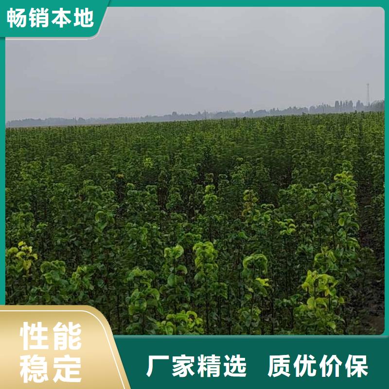 梨-奥红全红梨树苗专业的生产厂家