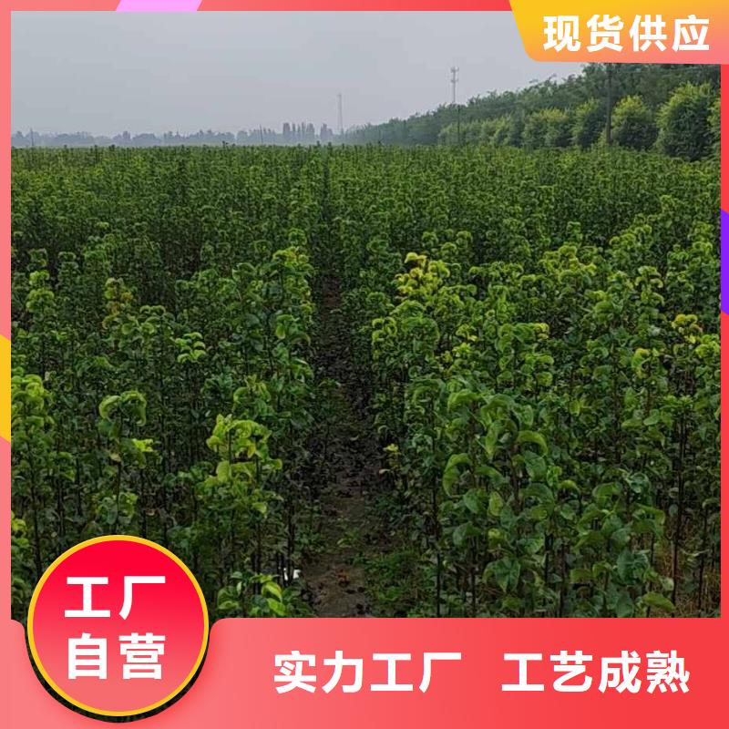 梨【海棠苗】应用范围广泛