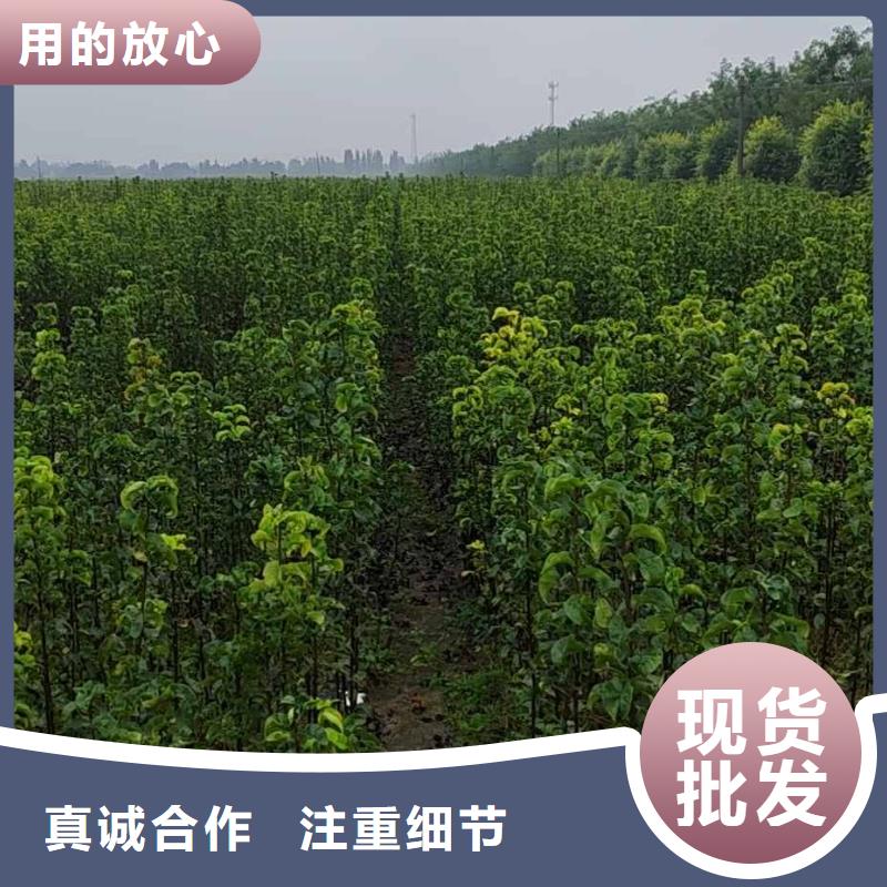梨毛桃苗实力工厂