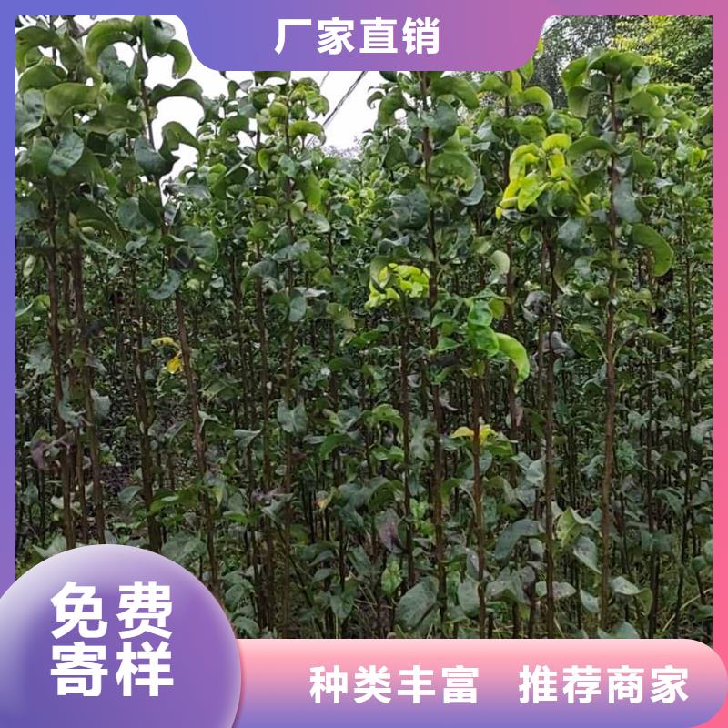 梨,新梨7号梨树苗长期供应