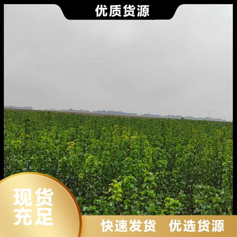 梨毛桃苗专业信赖厂家