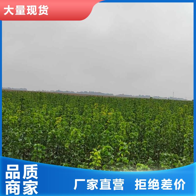 梨瑞蟠101桃树苗销售的是诚信