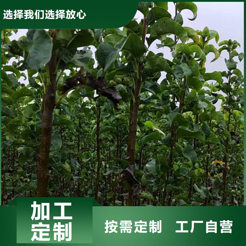 梨【海棠苗】应用范围广泛