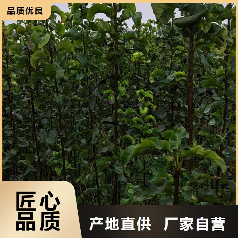 梨十四号桃树苗厂家拥有先进的设备