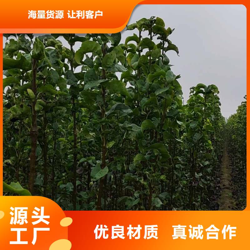 梨十四号桃树苗厂家拥有先进的设备