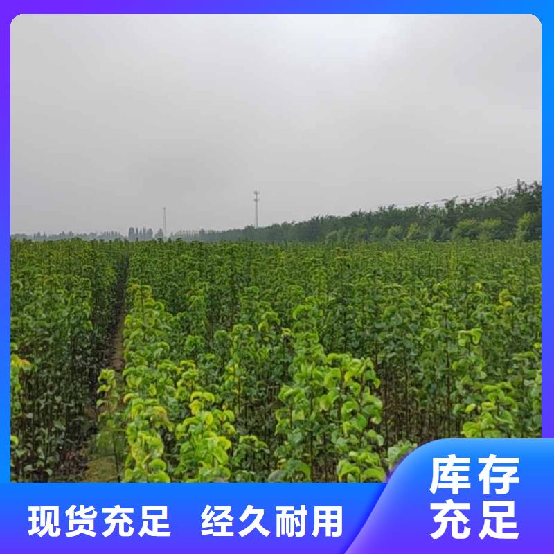 【梨海棠苗真材实料加工定制】