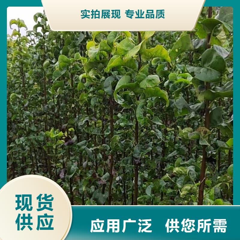 梨新梨7号梨树苗实力优品