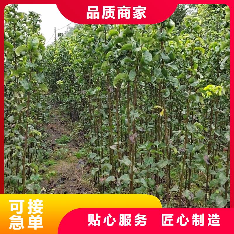 梨,【杜梨苗】用品质说话