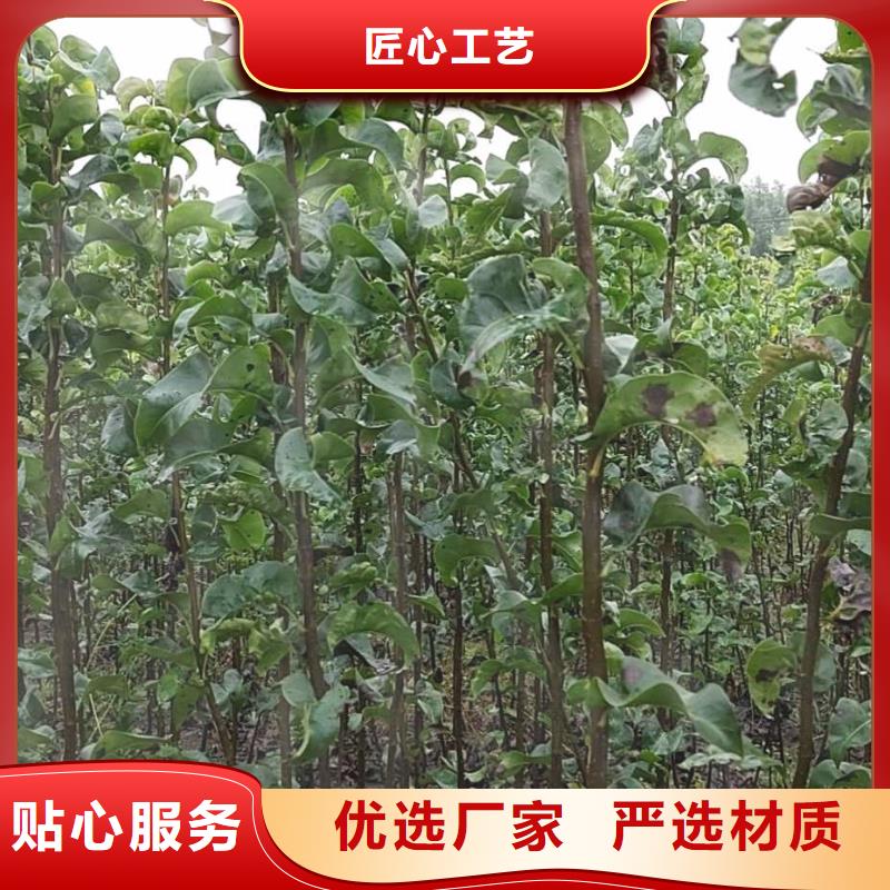 梨-【毛桃苗】实体诚信经营
