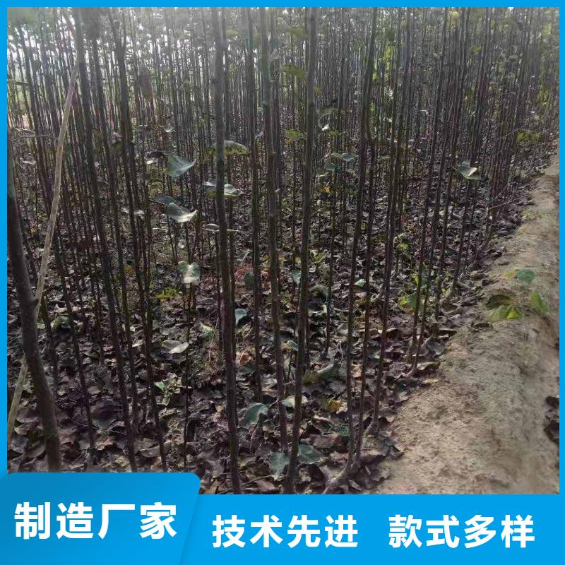 梨-皇冠梨树苗价格实惠工厂直供