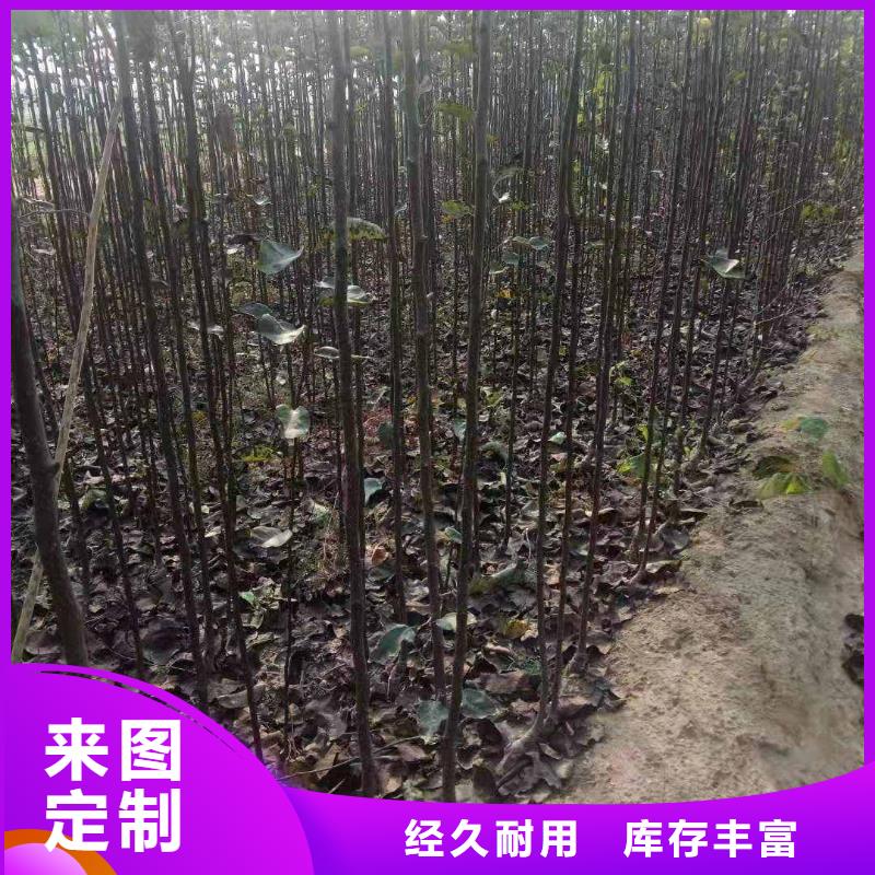 梨-红香酥梨树苗专业生产制造厂