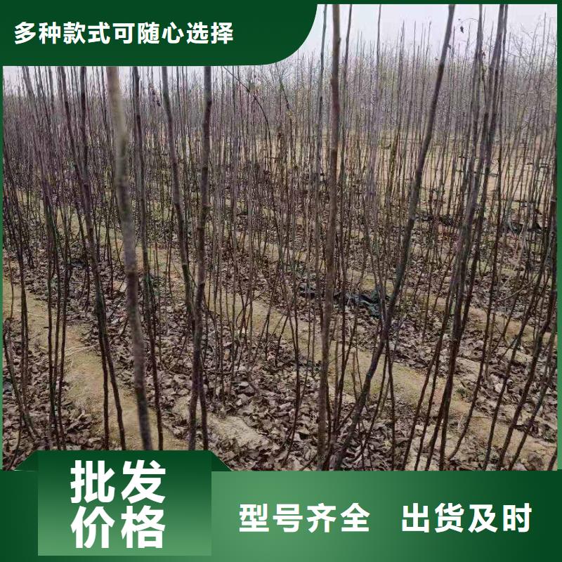 【梨】奥红一号梨苗同行低价