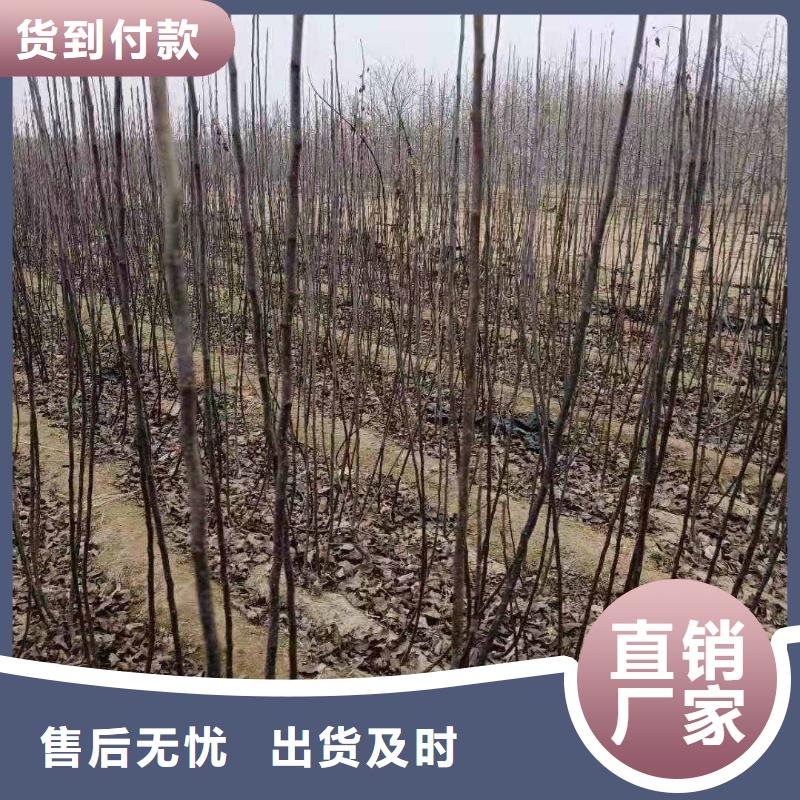 梨秋月梨树苗一对一为您服务