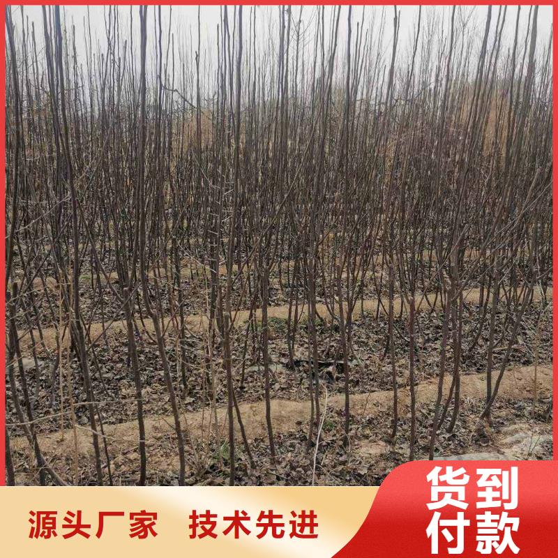 【梨_杜梨苗源厂供货】