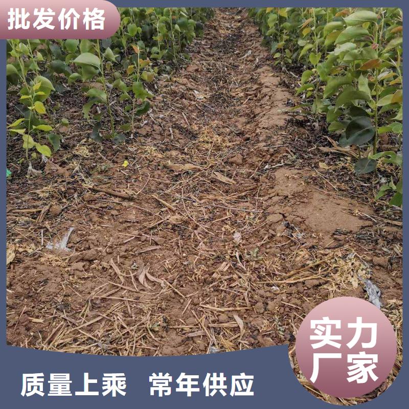 梨_山桃苗市场报价