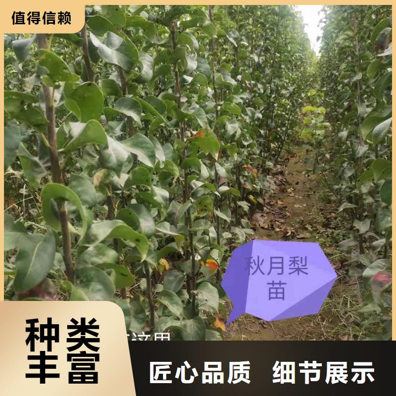 梨梨树苗基地客户好评