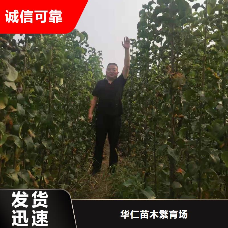 【梨】奥红一号梨苗同行低价