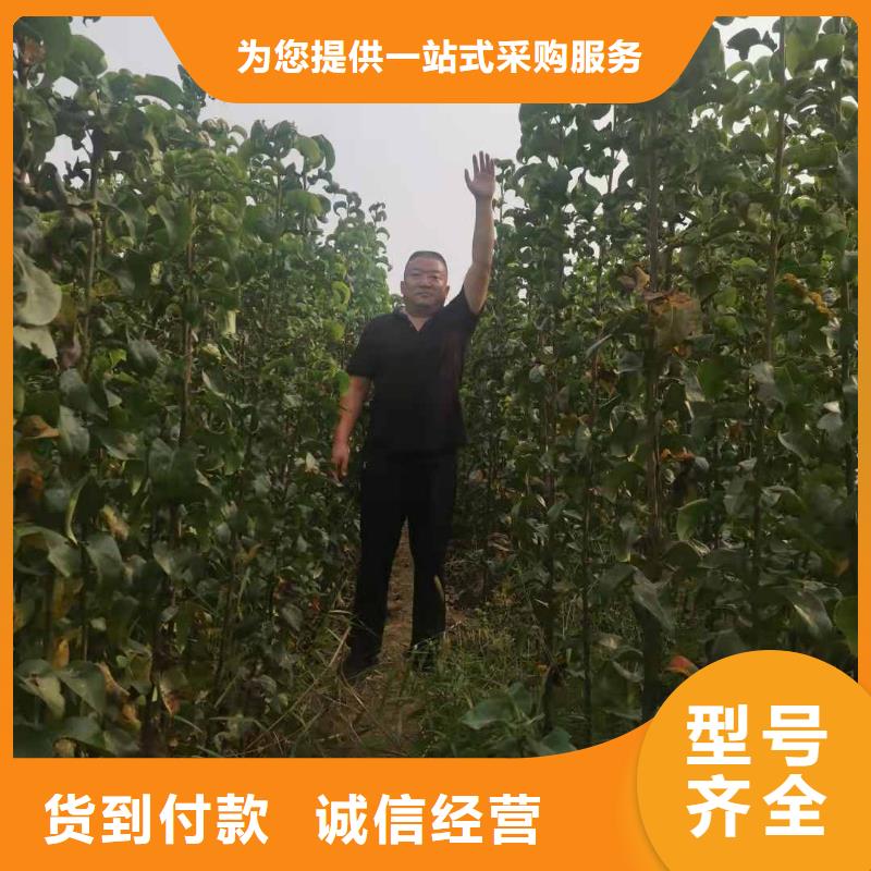 【梨皇冠梨树苗库存丰富】