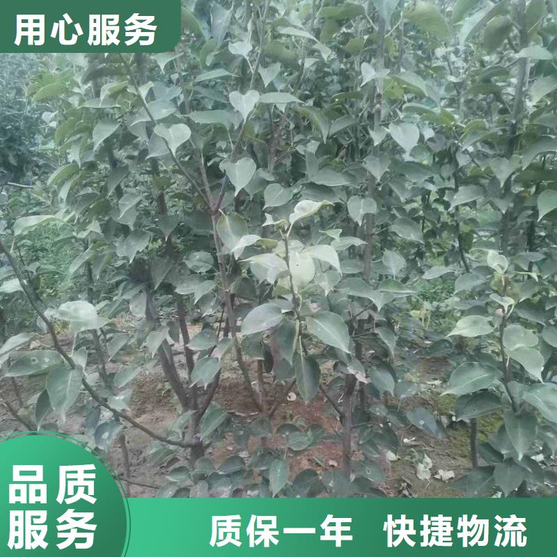 【梨_杜梨苗源厂供货】