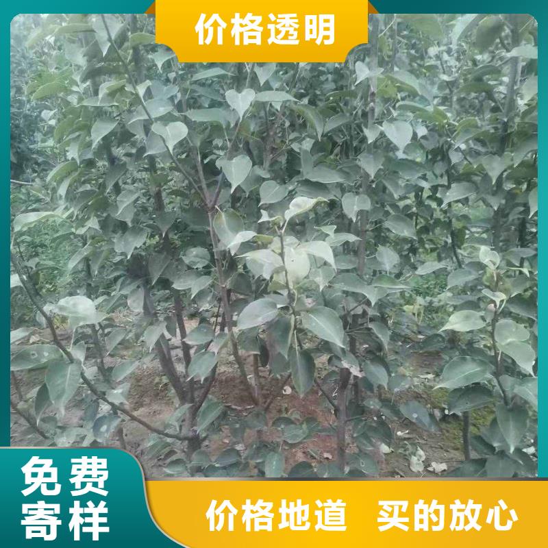梨杜梨苗层层质检