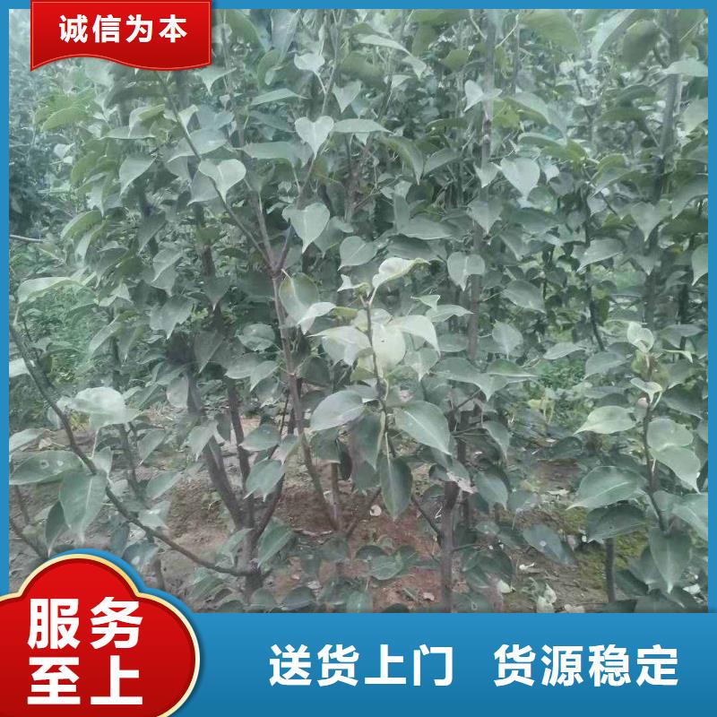 梨毛桃苗质量层层把关