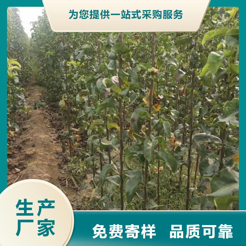 【梨皇冠梨树苗选择我们没错】