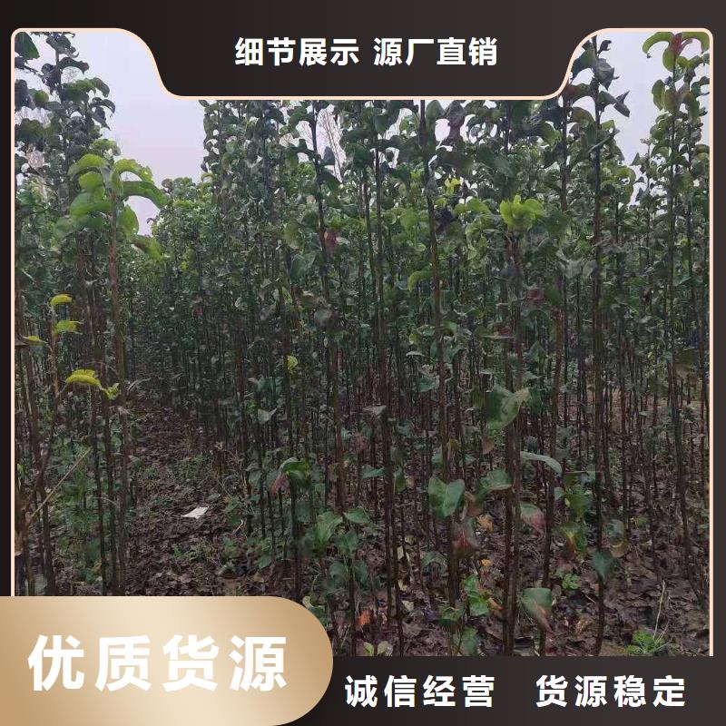 梨-奥红全红梨树苗专业的生产厂家