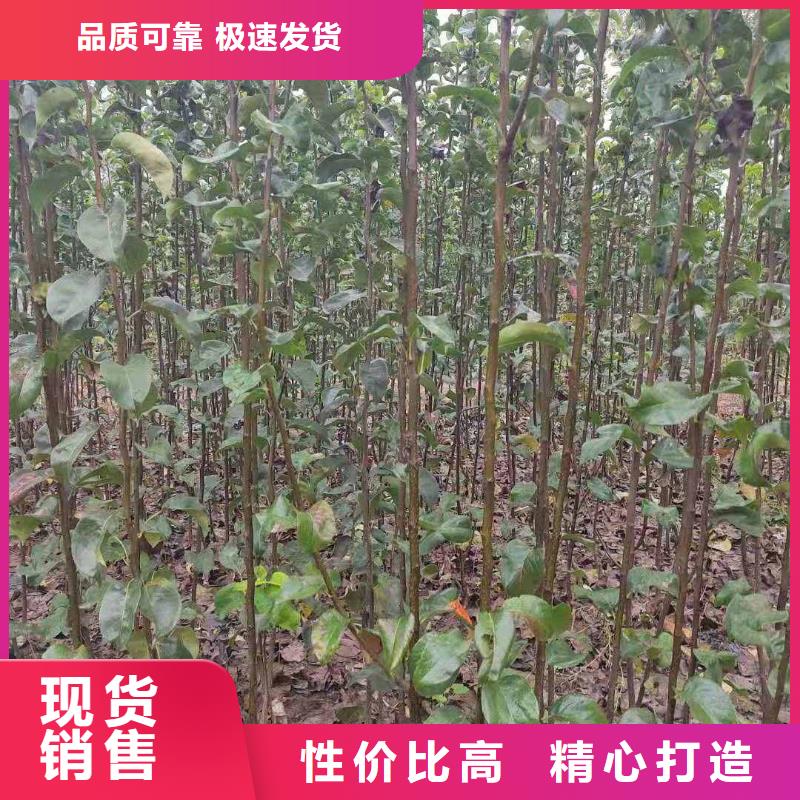 梨-【十四号桃树苗】品质无所畏惧