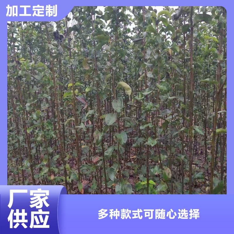 梨_玉露香梨树苗价格实在