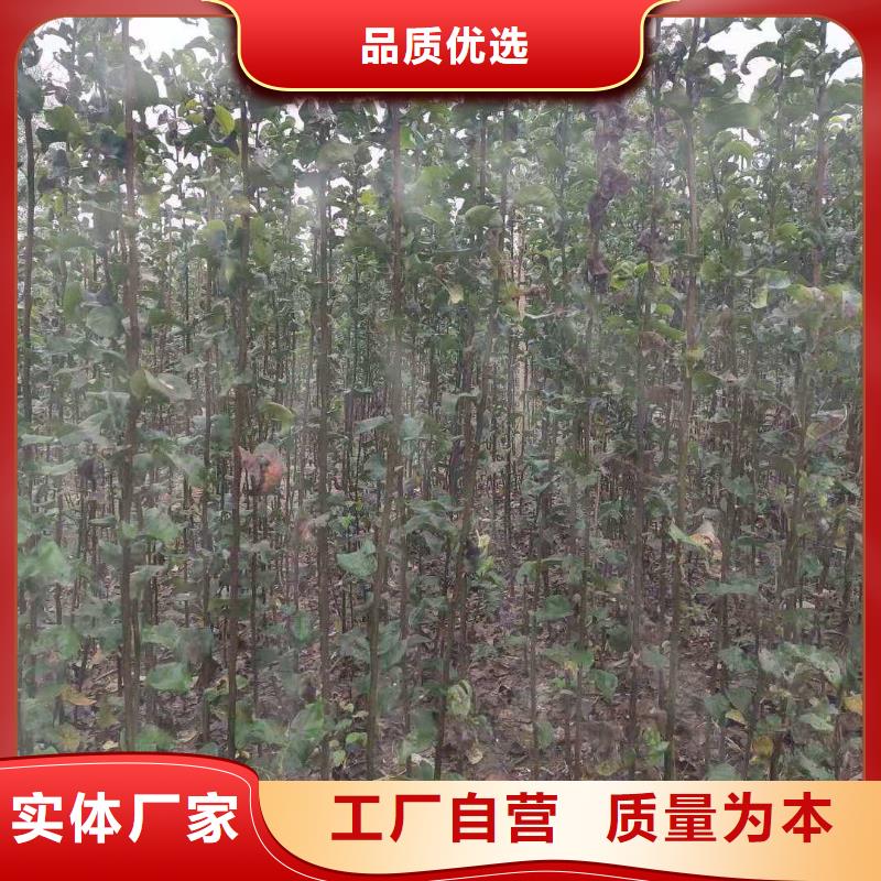 【梨】玉露香梨树苗老品牌厂家