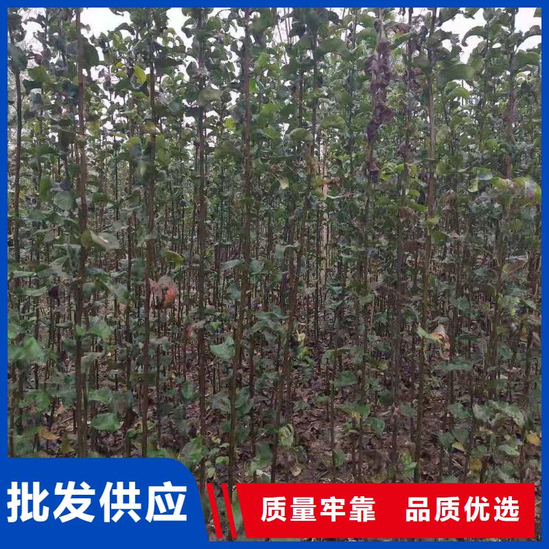 【梨】红香酥梨树苗质量无忧