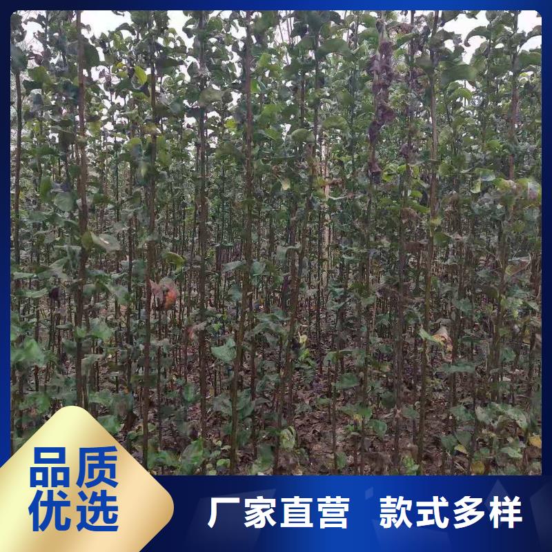 梨玉露香梨树苗源头厂源头货
