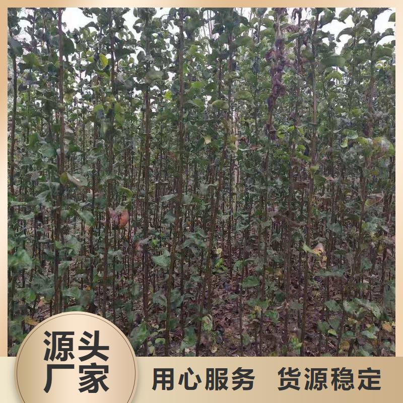【梨】皇冠梨树苗一站式采购商