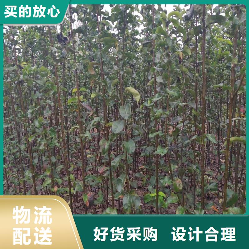 梨梨树苗基地高品质现货销售