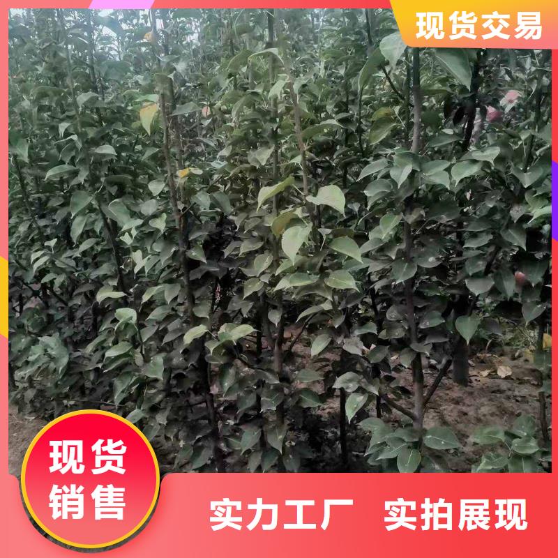梨奥红全红梨树苗质量优选