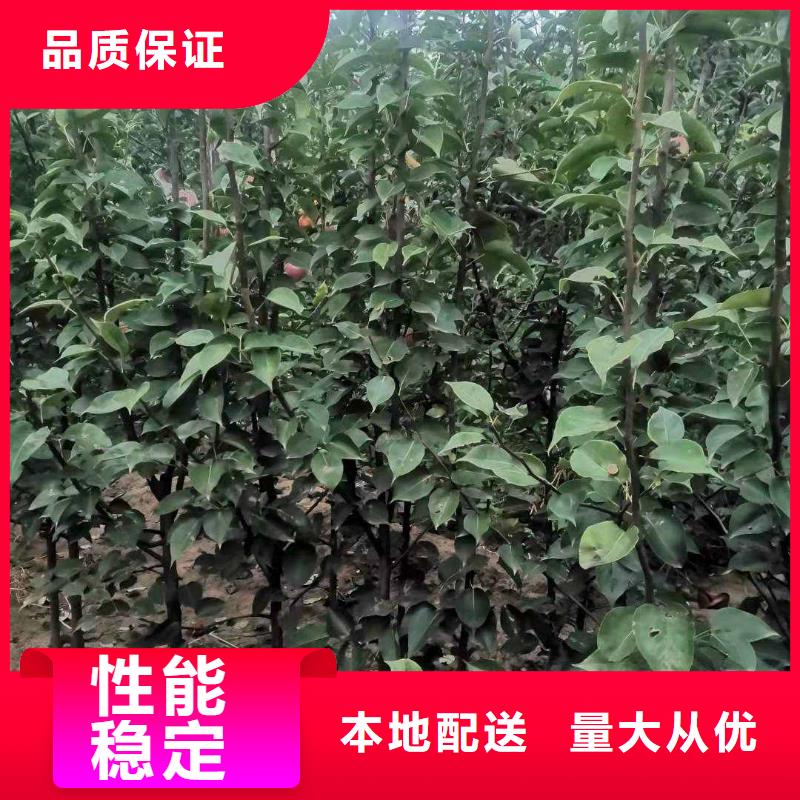 【梨】奥红一号梨苗同行低价