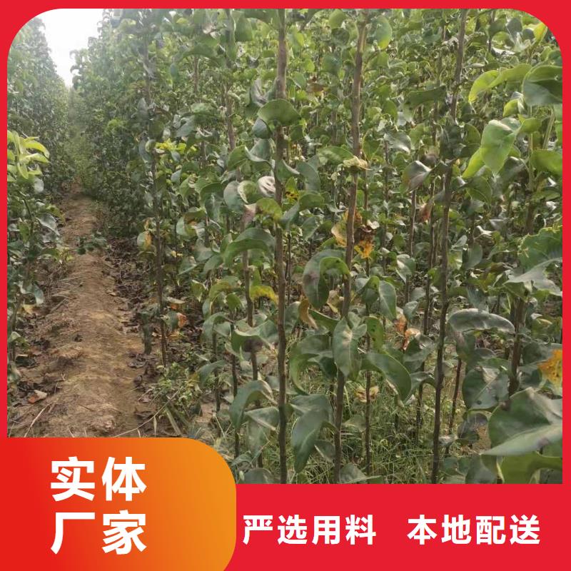 梨皇冠梨树苗自主研发