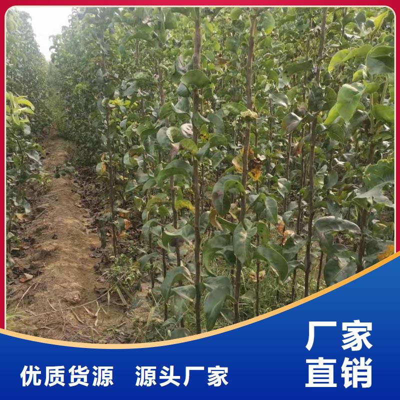 梨_【黄冠梨树苗】用心做品质