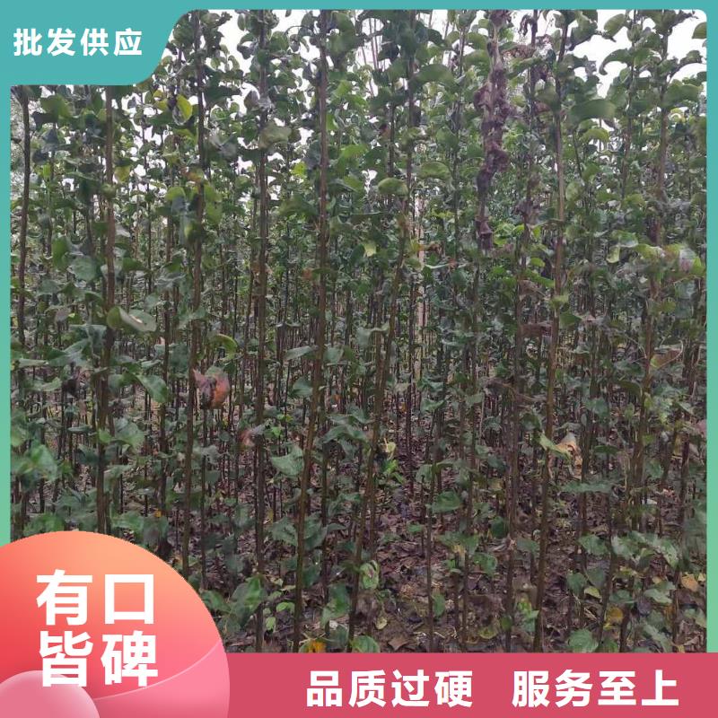 梨-杜梨苗好厂家有担当