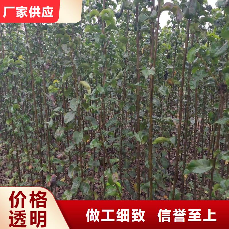 梨-奥红全红梨树苗专业的生产厂家