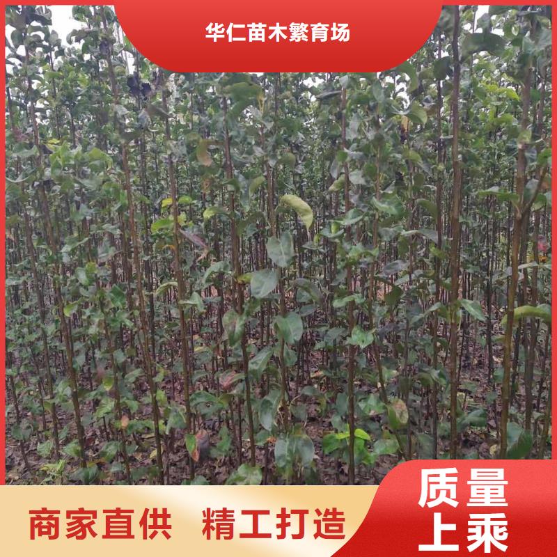 梨毛桃苗定制批发