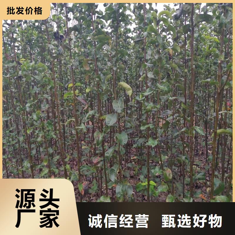 梨玉露香梨树苗源头厂源头货