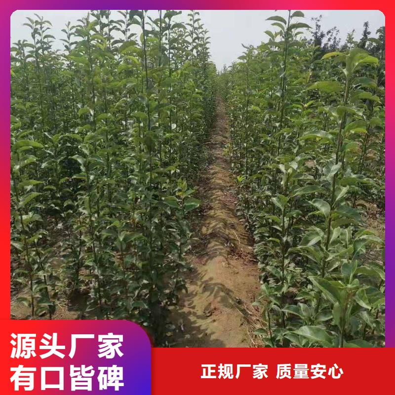 梨皇冠梨树苗质检合格发货