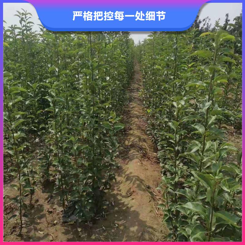 梨,黄冠梨树苗放心得选择