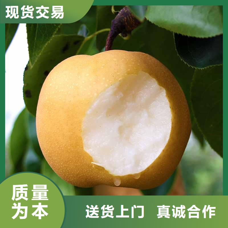 梨奥红全红梨树苗质量优选