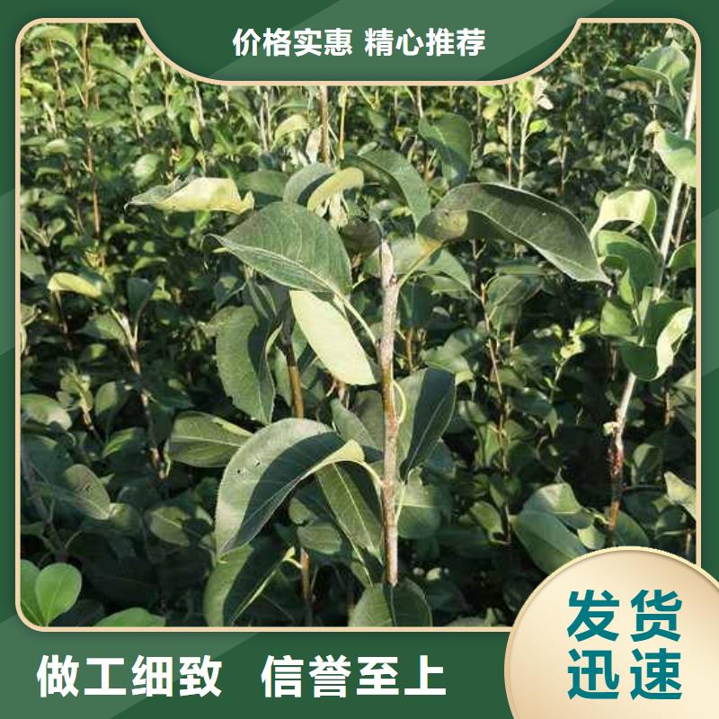 梨皇冠梨树苗支持非标定制