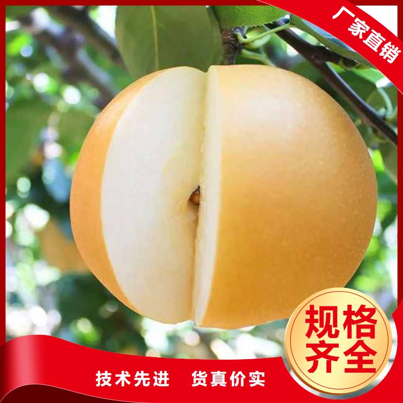 梨秋月梨树苗一站式厂家